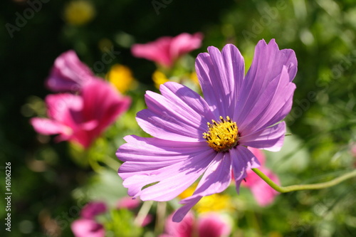 Foto: Kosmeenblüte u. Blumenbeet Kosmeenblüte u. Blumenbeet