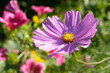 Kosmeenblüte u. Blumenbeet