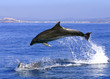 Delfin Sprung