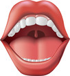 Vector: Open Mouth with teeth and tongue. Open Mouth with teeth and tongue.