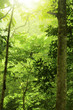 Green forest