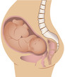a vector illustration of a pregnant woman and the foetus