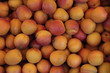 abricots