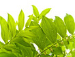 Green Summer Leaves with Dew Drops