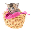 Blue eyed Kitten in basket