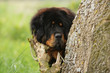 dogue du tibet la tête dépassant de derrière un arbre - caché