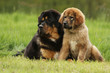 chiot dogue du tibet assis prés de sa mère couchée - herbe