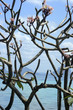 Thailand, Ko Hai Island, Blossoming Tree