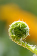 Foto: Annulated fern leaf, close-up Annulated fern leaf, close-up