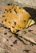 Ants crawling over bread