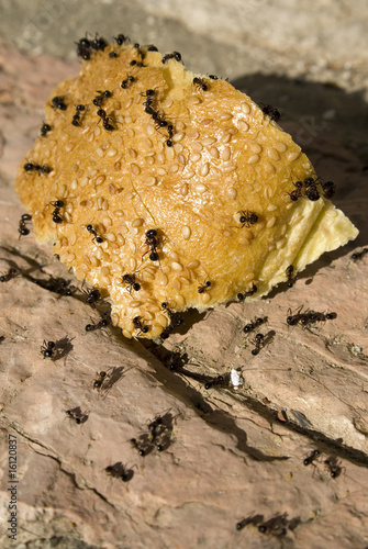 Photo: Ants crawling over bread Ants crawling over bread