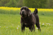jeune dogue du tibet immobile de face dans l