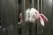 Deadlocked toy bunny
