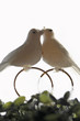 Doves on rings, close-up