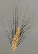 spiga di grano
