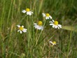 camomilla romana
