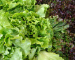 Salades-7865 Salades-7865