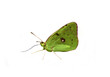 papillon détouré vert papillon détouré vert