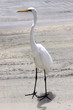 Egret