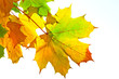 Colorful autumn maple leaves over white background