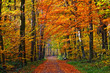 Pathway through the colorful autumn park, Frankfurt