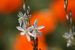White flower on orange background