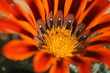 Flower with hearts