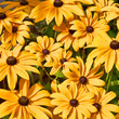 Rudbeckia