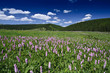 Purple wild flowers, deep blue sky and mountains