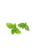 Basil