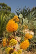 Fleurs d'Agave