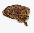 Curled ball python isolated over white background Curled ball python isolated over white background