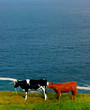 cows in coastal field in ireland