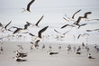 Seagulls at the ocean