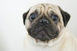 Foto: Pug dog Pug dog