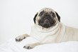 Foto: Pug dog sitting Pug dog sitting