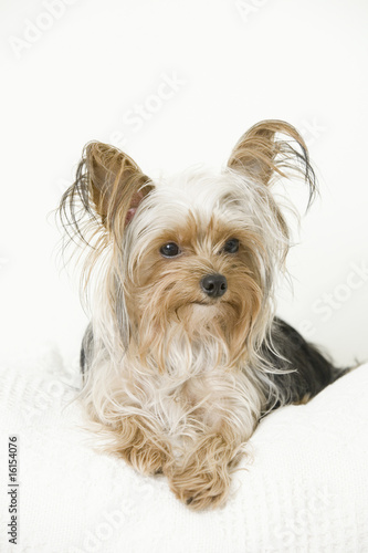 Foto: Yorkshire Terrier Yorkshire Terrier