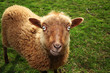 sheep evil eye