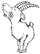 steinbock, blume, sternzeichen, ziege steinbock, blume, sternzeichen, ziege