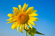 Sonnenblume1