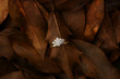 engagement and wedding ring, autumn wedding concept