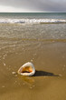 Conch on beach Conch on beach