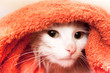 white cat wraped up in a towel