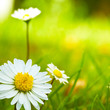 nature au printemps, fleurs pâquerettes - daisy flowers