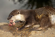 Otter eating fish