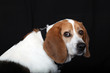 Sitting Dog Beagle looks at you from side