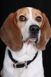 Sitting Tall Dog (Beagle)