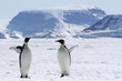 Emperor penguins (Aptenodytes forsteri)