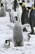 Emperor penguin (Aptenodytes forsteri)