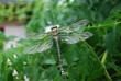 libelle